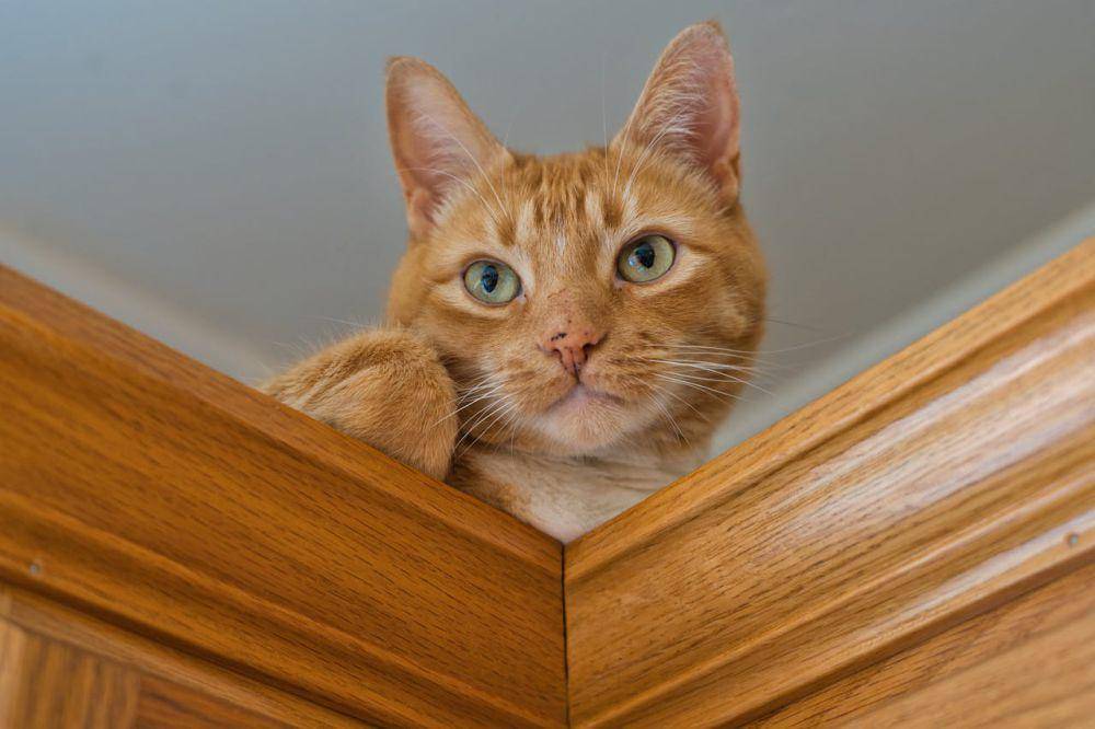 kenapa kucing selalu mengikuti kita ke kamar mandi