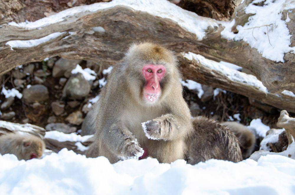 ilustrasi Japanese Macaques (pixabay.com/Penny)
