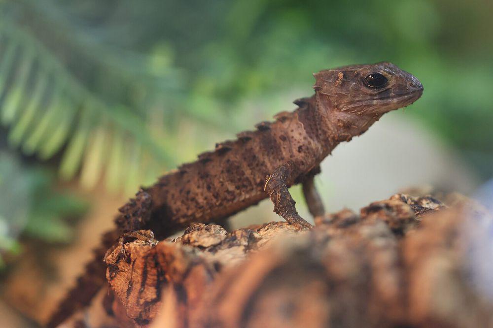 5 Fakta Menarik Crocodile Skink, Memiliki Penampilan yang Mirip Buaya