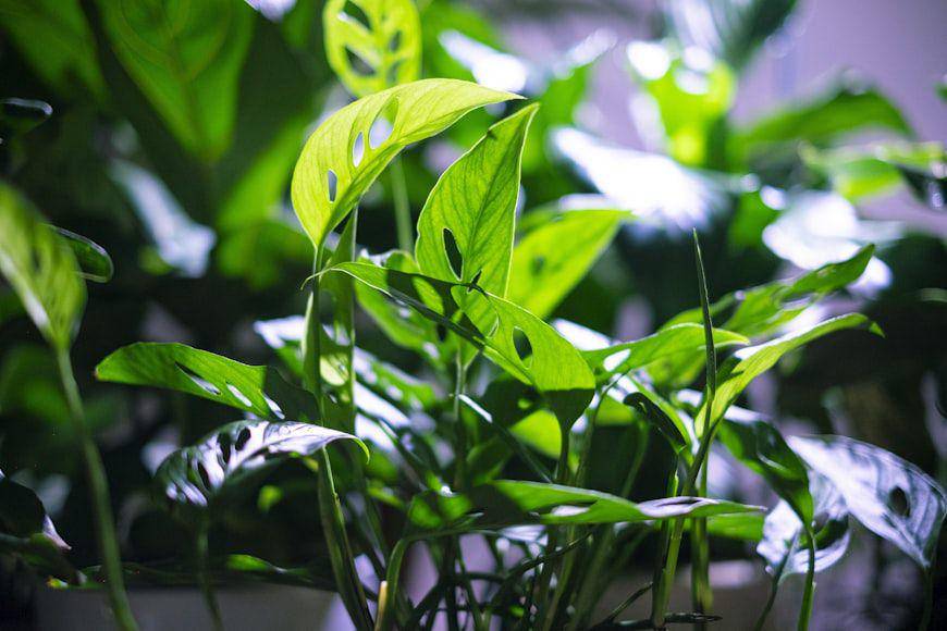 monkey mask monstera (unsplash.com/おにぎり)