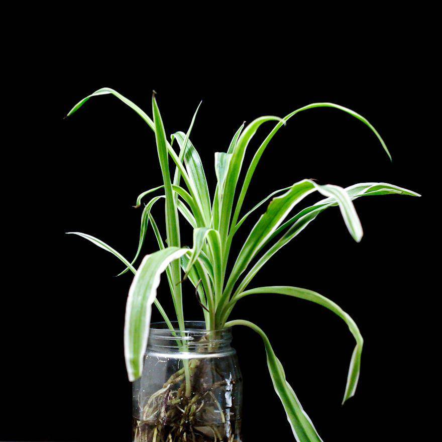 spider plant (unsplash.com/おにぎり)
