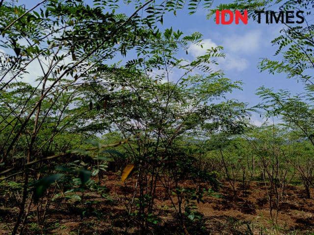 IDN Times/Debbie Sutrisno