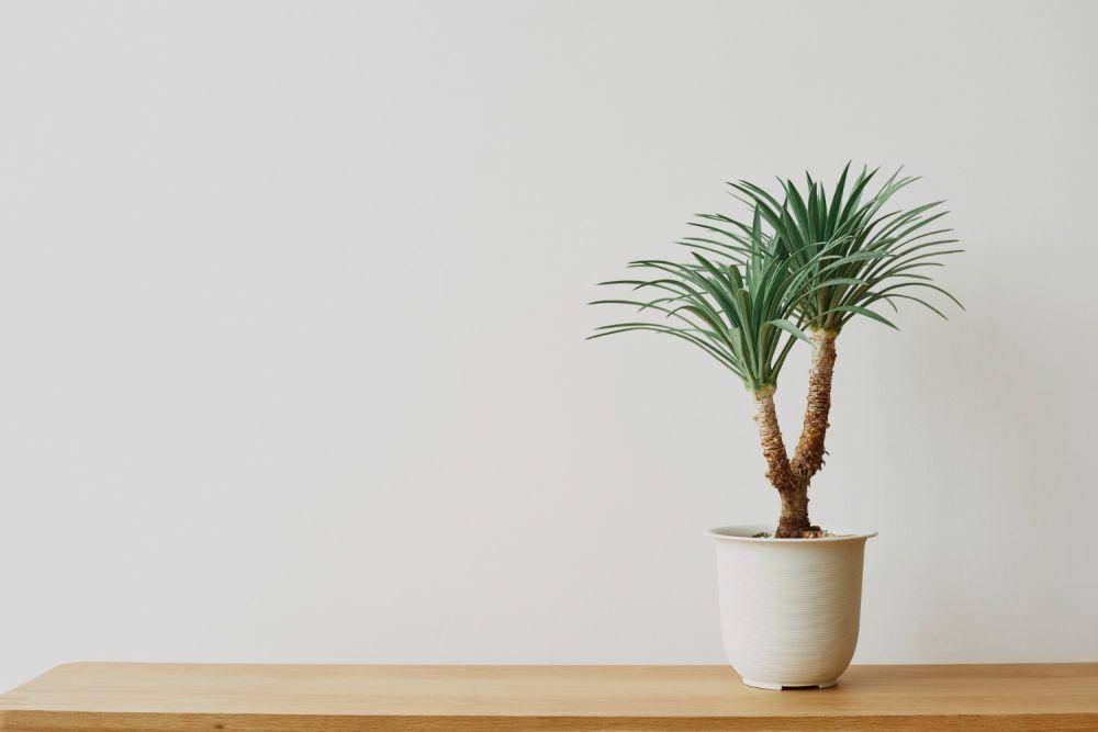 pohon naga (freepik.com/rawpixel.com)