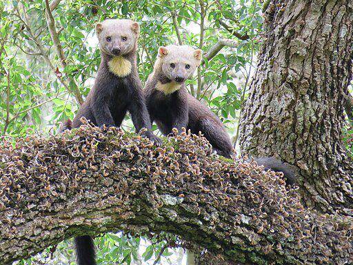 tayra (commons.wikimedia.org/ Patricio Cowper Coles)