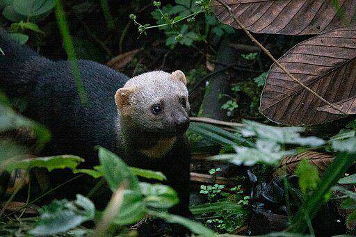 tayra (commons.wikimedia.org/ Demian Hiß)