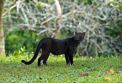jaguarundi, kompetitor tayra di habitatnya (commons.wikimedia.org/ thibaudaronson)