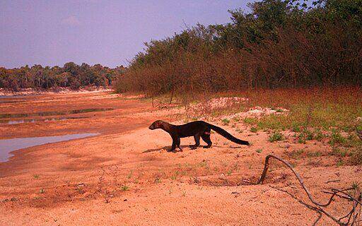 tayra sedang berburu telur di sarang kura-kura (commons.wikimedia.org/ Instituto Araguaia)