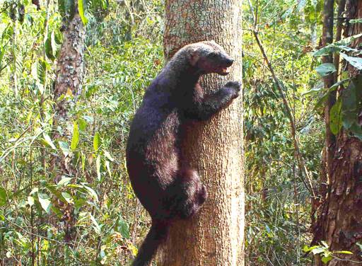 tayra sedang memanjat pohon (commons.wikimedia.org/ Richard Hatakeyama)