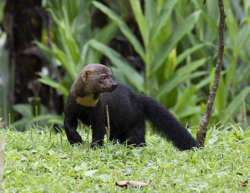 5 Fakta Tayra, Musang Pemakan Madu dari Amerika Selatan