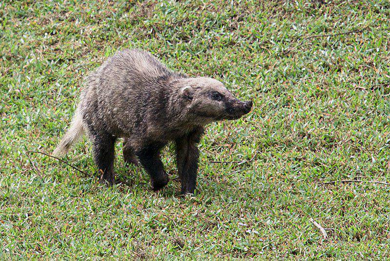 Badger babi (commons.wikimedia.org/Rushenb)