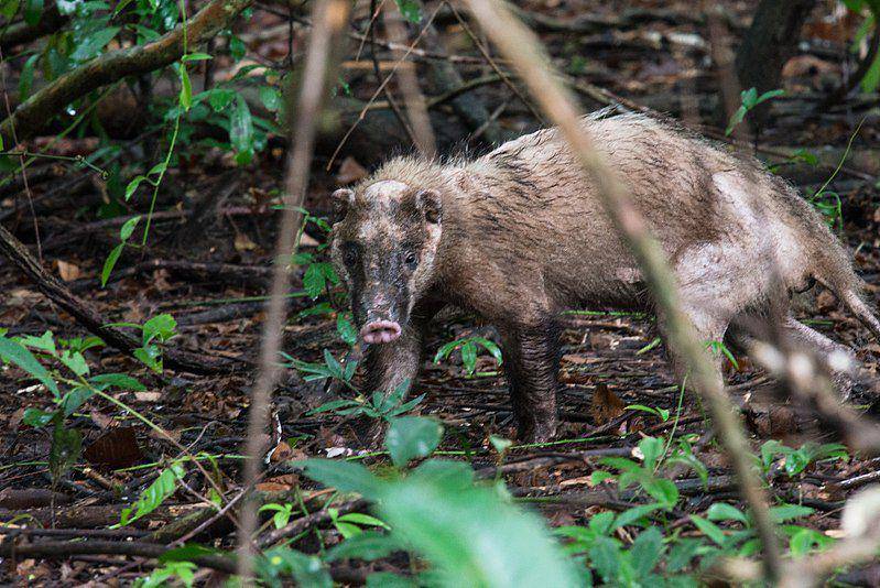 Badger babi (commons.wikimedia.org/Rushenb)