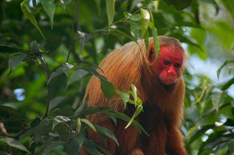 6 Fakta Uakari Botak, Wajah Merah Menjadi Indikator Kesehatan Alami