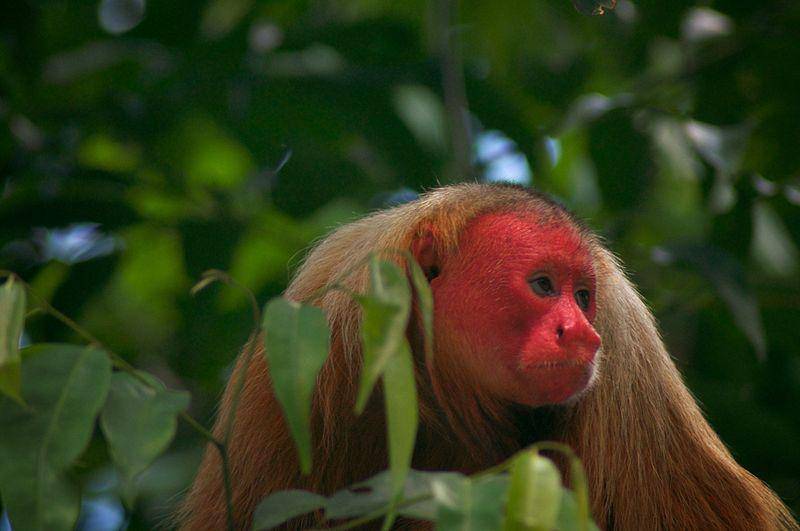 Uakari botak (commons.wikimedia.org/Aaron Martin)