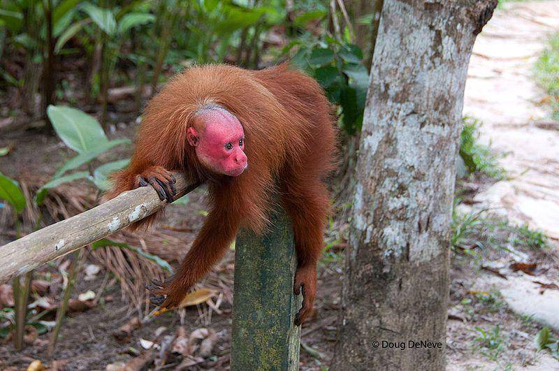 Uakari botak (commons.wikimedia.org/Doug DeNeve)