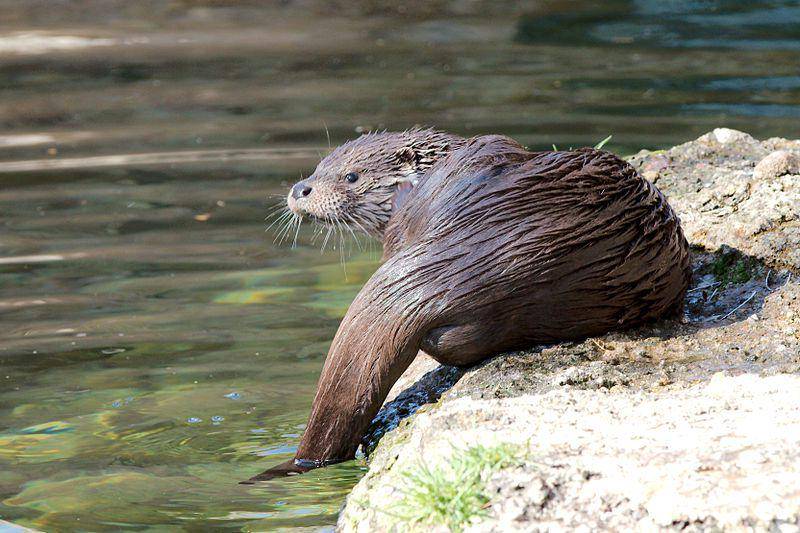 European otter (commons.wikimedia.org/Matthias Kabel)