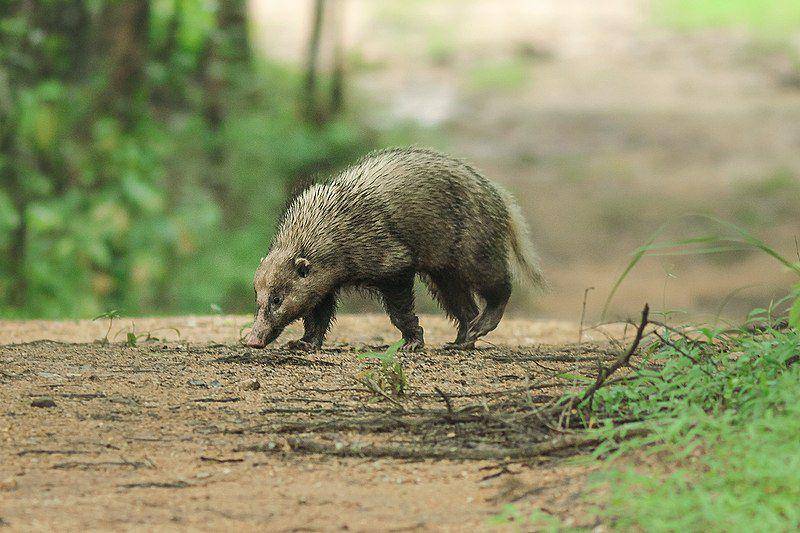 Badger babi (commons.wikimedia.org/Wich'yanan Limparungpatthanakij)