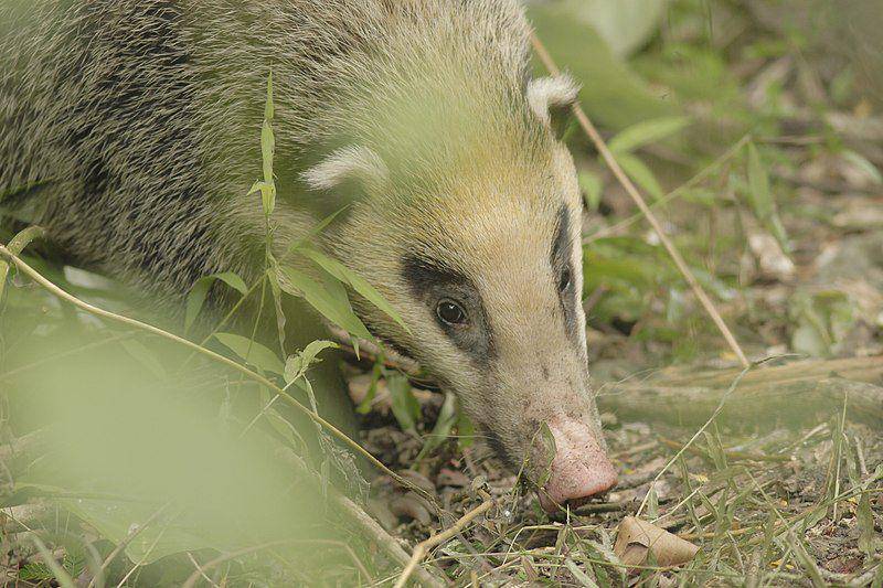 Badger babi (commons.wikimedia.org/Wich'yanan Limparungpatthanakij)