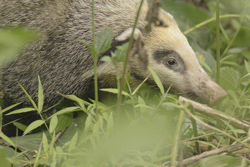 Badger babi (commons.wikimedia.org/Wich'yanan Limparungpatthanakij)