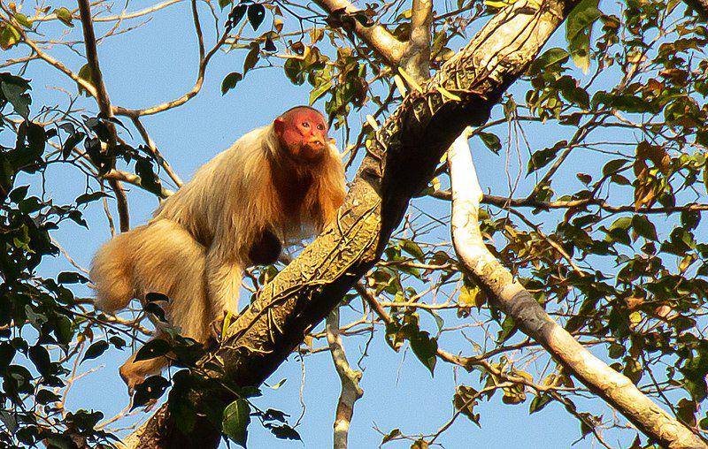 Uakari botak (commons.wikimedia.org/Whaldener Endo)