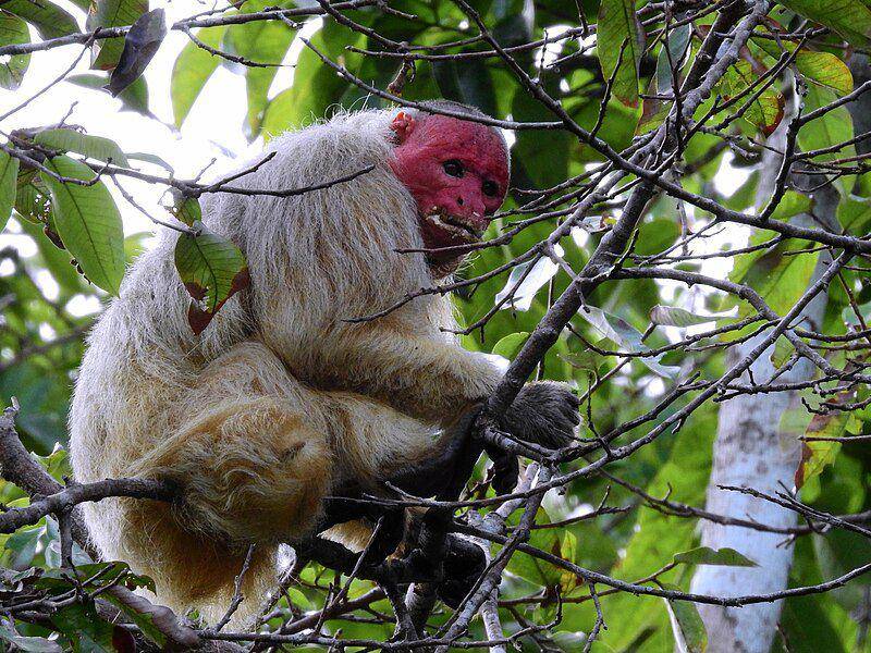 Uakari botak (commons.wikimedia.org/ Thiago Bicudo)