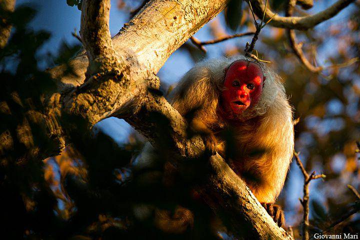 Uakari botak (commons.wikimedia.org/Giovanni Mari)