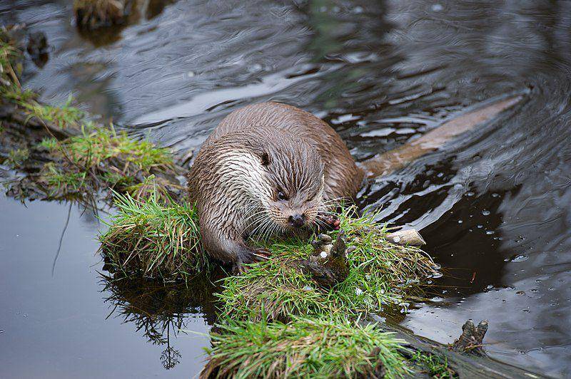 European otter (commons.wikimedia.org/Alexander Leisser)