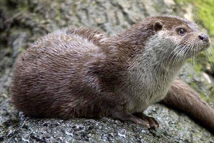 European otter (commons.wikimedia.org/Bernard Landgraf)
