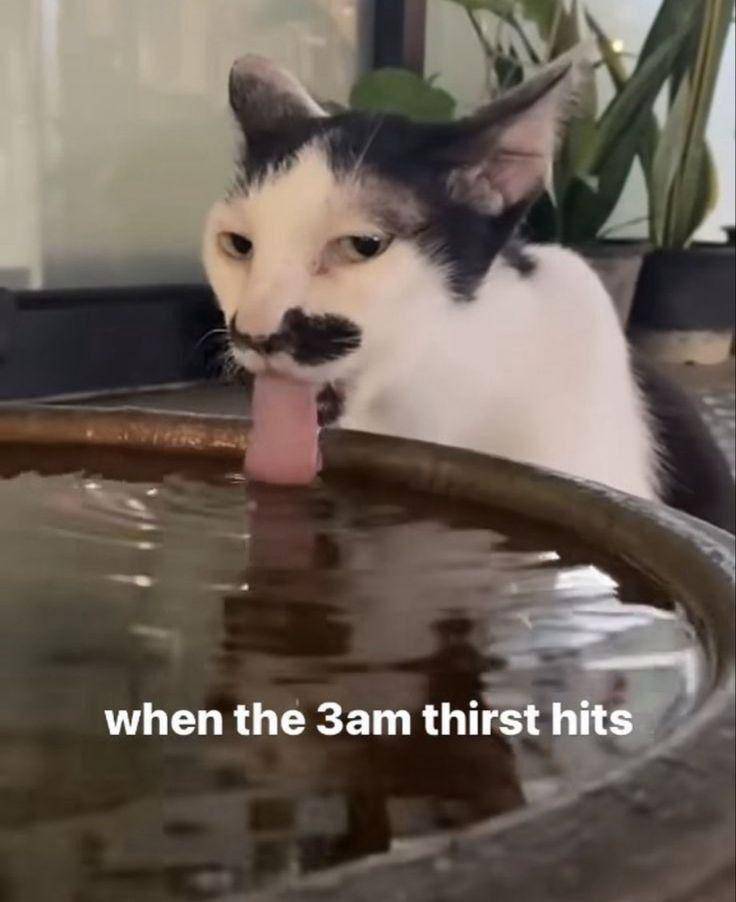 meme hal yang dirasain tengah malam (x.com/DontShowYourCat)