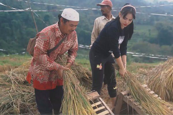 8 Potret Dinar Candy Pulang Kampung Halaman, Panen Padi di Sawah