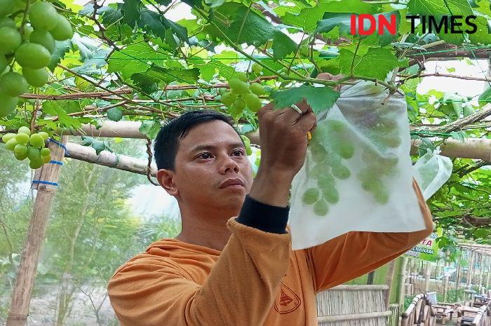 Cerita Guru SMK di Baturaden yang Punya Kebun Anggur Ninel Ukraina