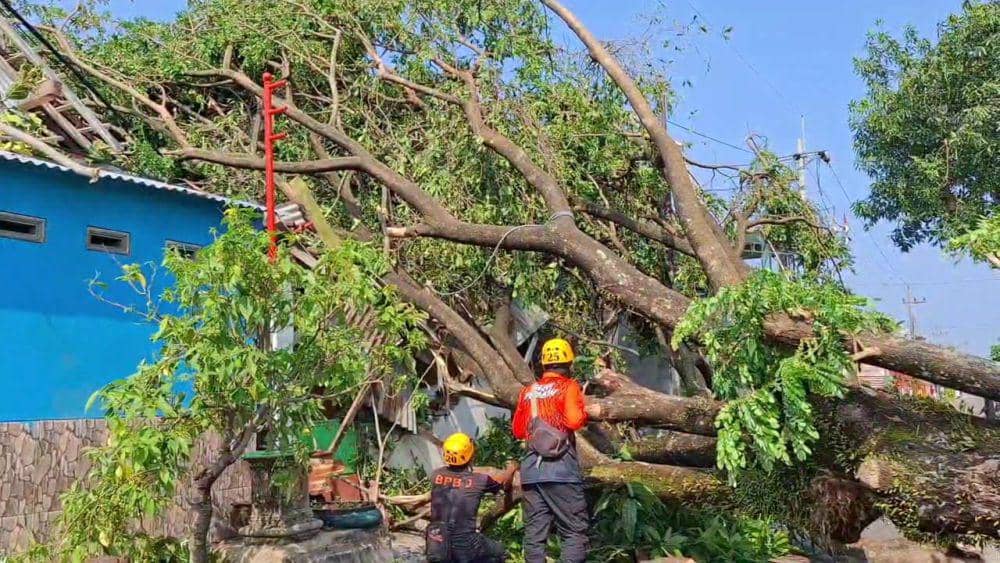 Pohon trembesi berukuran besar tumbang timpa rumah dan mobil warga. IDN Times/ Riyanto.