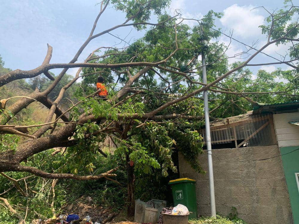Evakuasi pohon tumbang di Bandar Lampung. (IDN Times/BPBD Bandar Lampung).