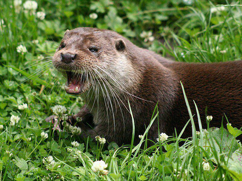 European otter (commons.wikimedia.org/Dave Pape)