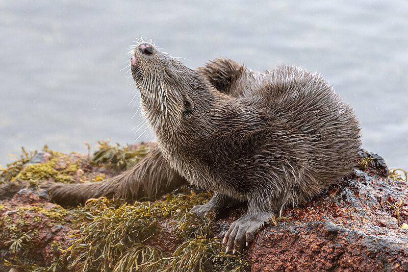 European otter (commons.wikimedia.org/Caroline legg)