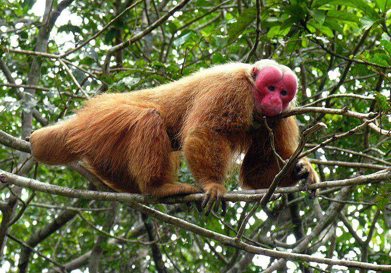 Uakari botak (commons.wikimedia.org/Evgenia Kononova)