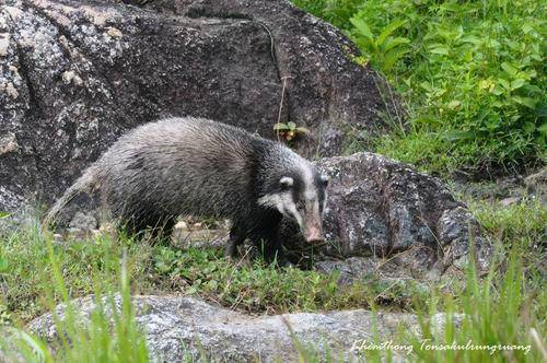 Badger babi (www.inaturalist.org/Khemthong Tonsakulrungruang)