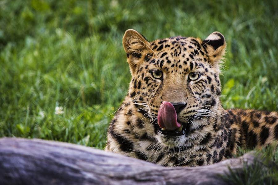 4 Perbedaan Macan dan Harimau dari Motif sampai Habitat