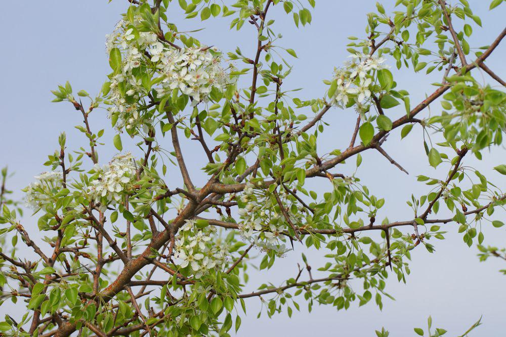 5 Jenis Buah Pir yang Unik dan Cantik, Apa Saja?