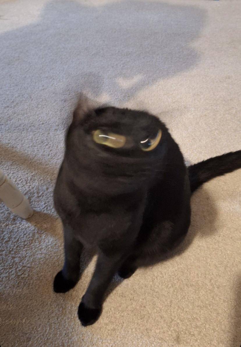 foto blur kucing hitam (reddit.com/user/oneofthewaiting)