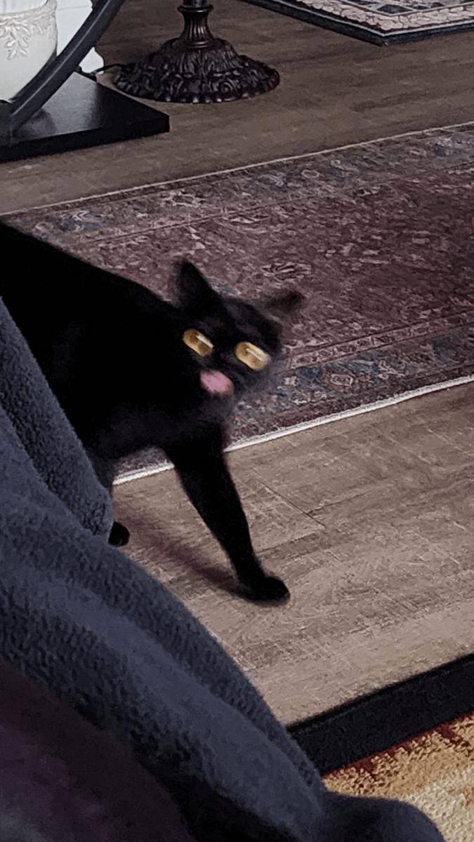 foto blur kucing hitam (reddit.com/user/Otherwise_Plantain76)