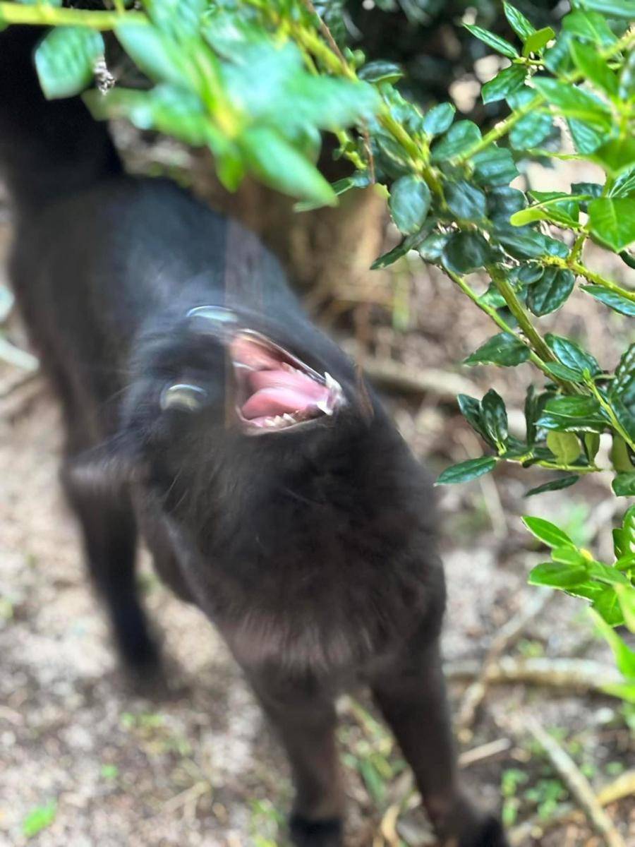 foto blur kucing hitam (reddit.com/user/StrawberryMilk817)