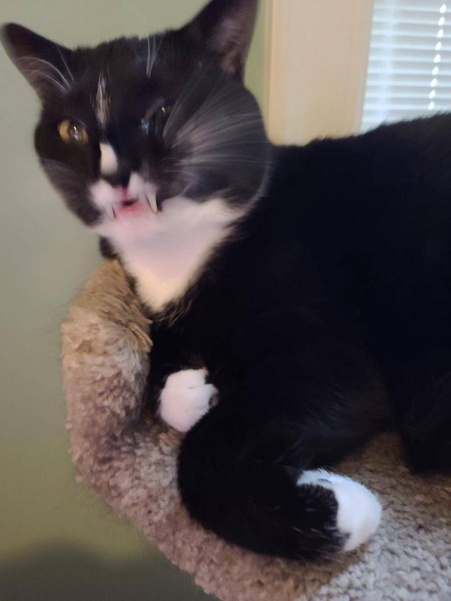 foto blur kucing hitam (reddit.com/user/ba_nana_hammock)