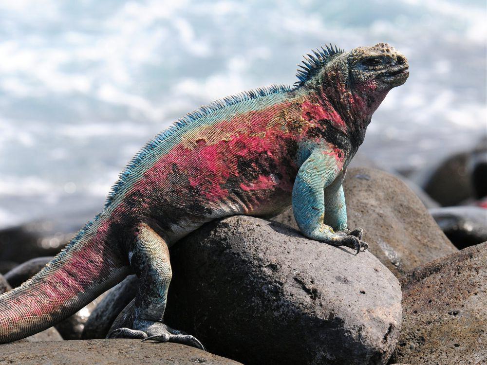 5 Kemampuan Unik Iguana Laut, Bisa Menyelam hingga Kedalaman 20 Meter!