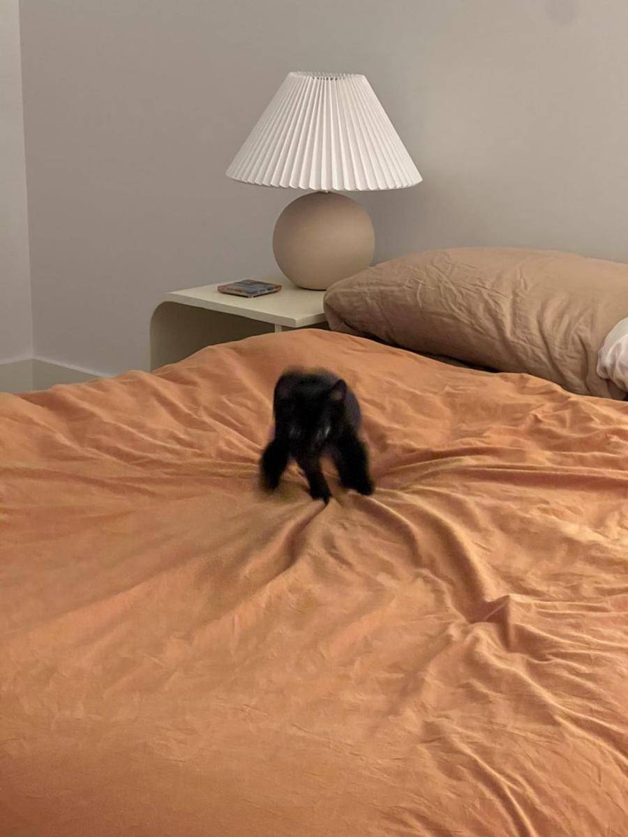 foto blur kucing hitam (reddit.com/user/anon01524)