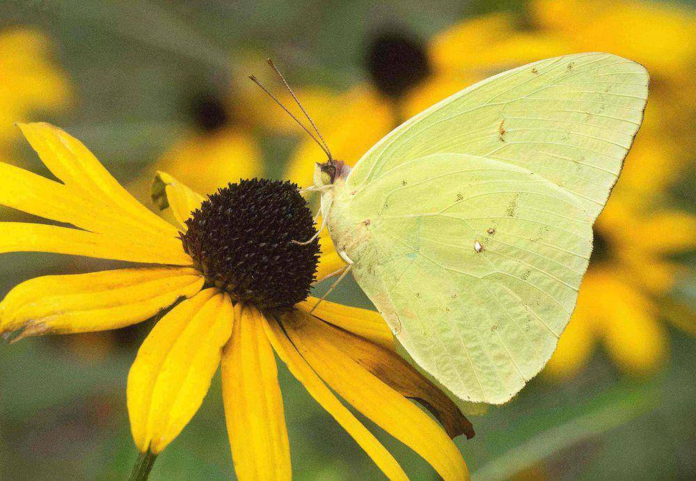 ilustrasi kupu-kupu sulfur (butterflyatlas.org)
