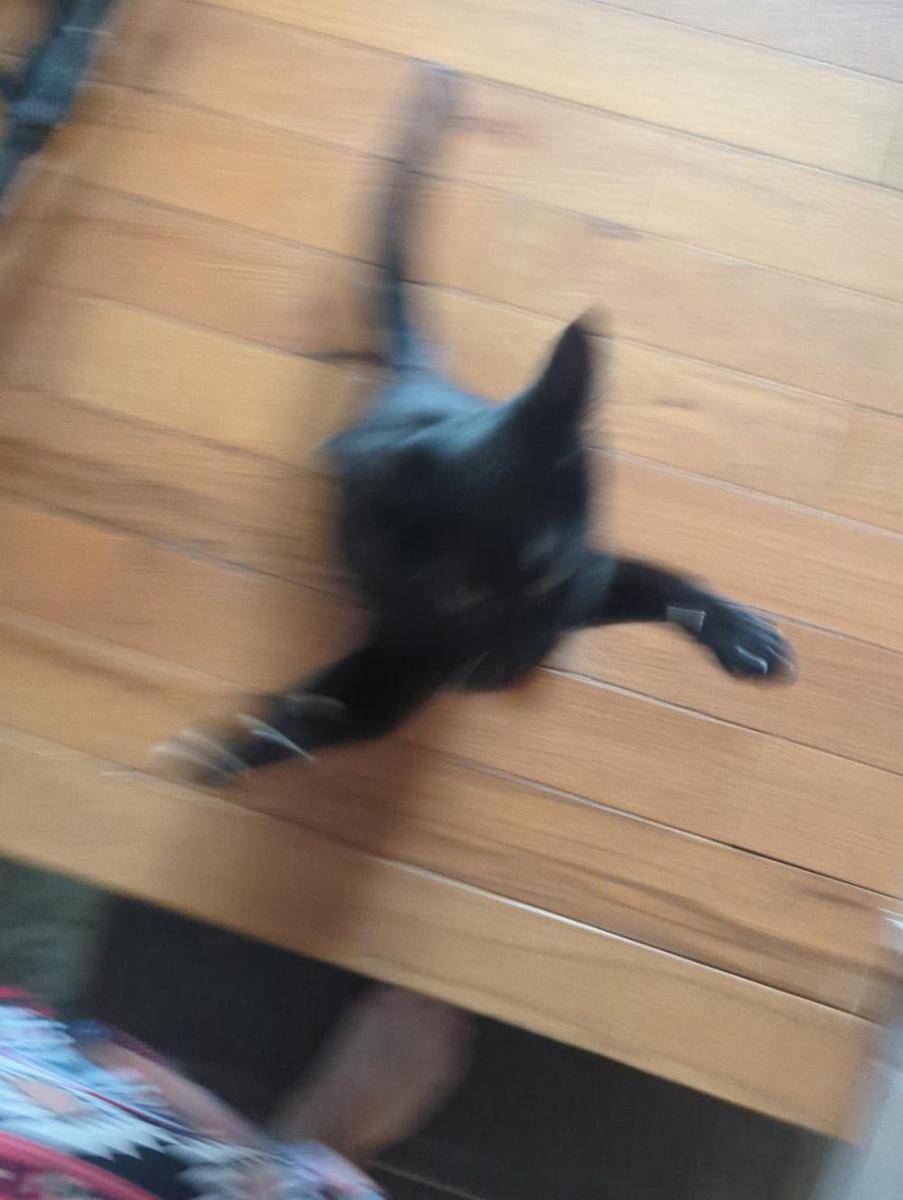 foto blur kucing hitam (reddit.com/user/patchway247)
