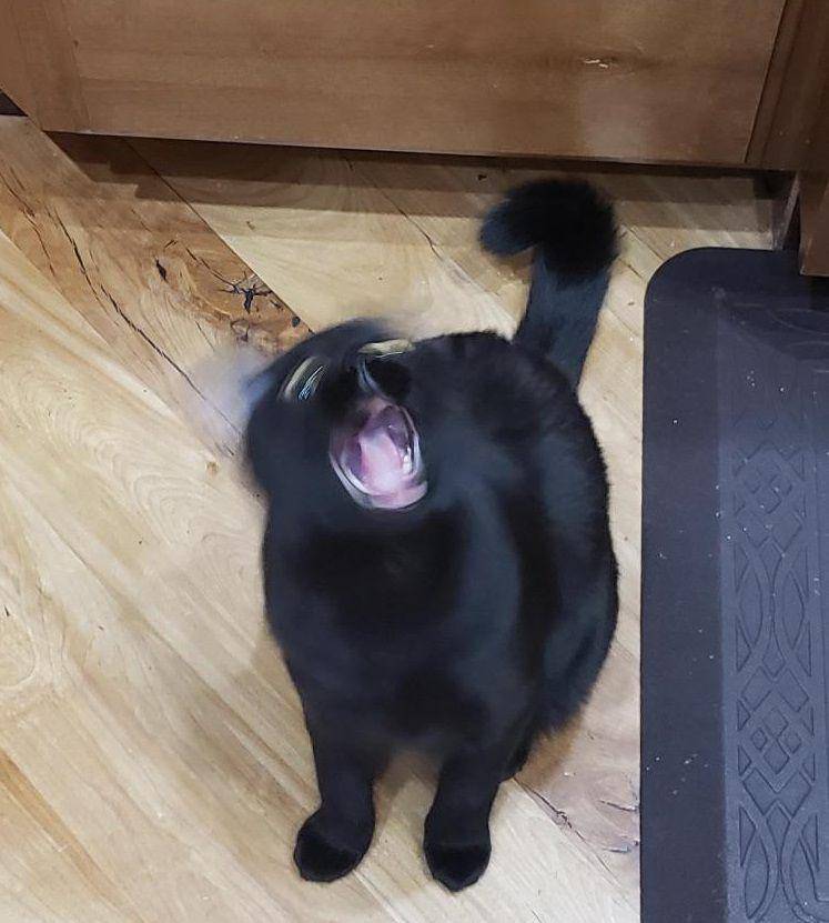 foto blur kucing hitam (reddit.com/user/Mooshus87)