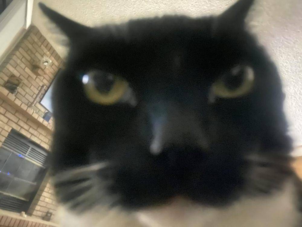 foto blur kucing hitam (reddit.com/user/DirtBikeBoy5ive)