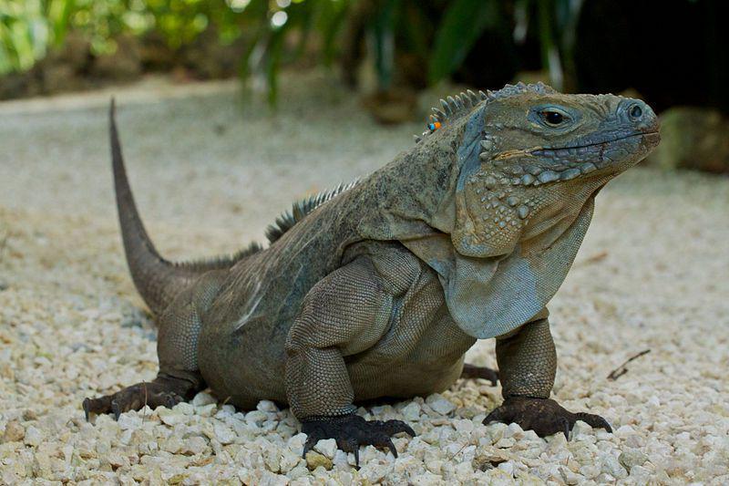 5 Fakta Iguana Biru, Dapat Memiliki Umur Panjang