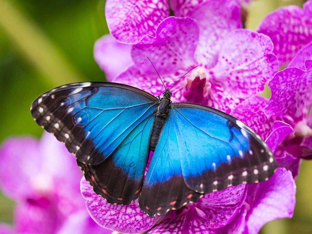 ilustrasi kupu-kupu blue morpho (cambridgebutterfly.com)